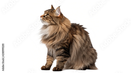 Fotografie Beautiful fluffy siberian domestic cat sitting profile isolated on transparent b