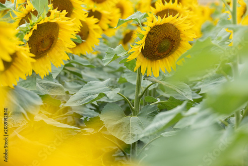 Tableau sur toile Sunflower head with broad leaves in a summer field