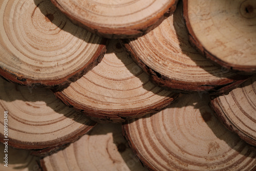 Wood Cross-Sections Showing Annual Growth Rings and Natural Aging Texture Patterns