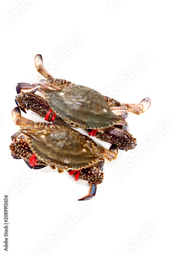 Fresh Zhoushan Crabs with Red Bands Studio Shot on White Background