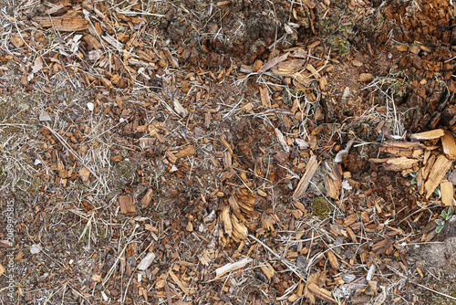 фотографія Natural ground covered with decomposing wood chips bark fragments dry grass and organic plant material