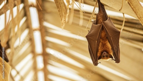 Photos Close up of Giant fruit-eater bats (Flying Foxes - Pteropus) hanging and defecating in the jungle, Sumatra, Indonesia
