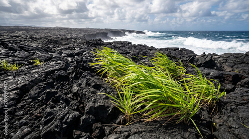 Foto A bright green grass grows in fresh black volcanic lava rock, blowing in the wind, Kalapana, Big Island, Hawaii, United States
