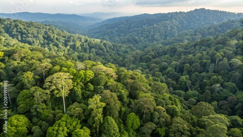 Fotografía Aerial drone footage of the rainforest at Sabah, Borneo, Malaysia