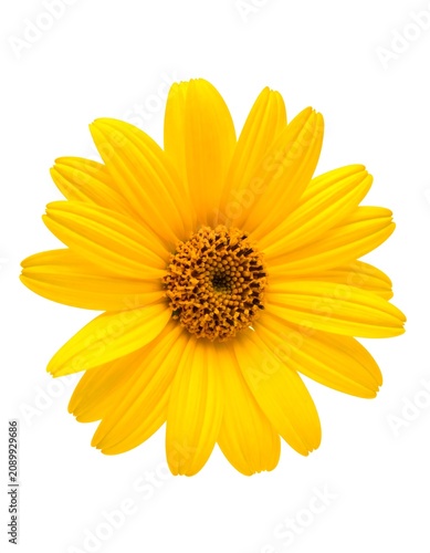 A vibrant yellow flower with long petals and a dark center