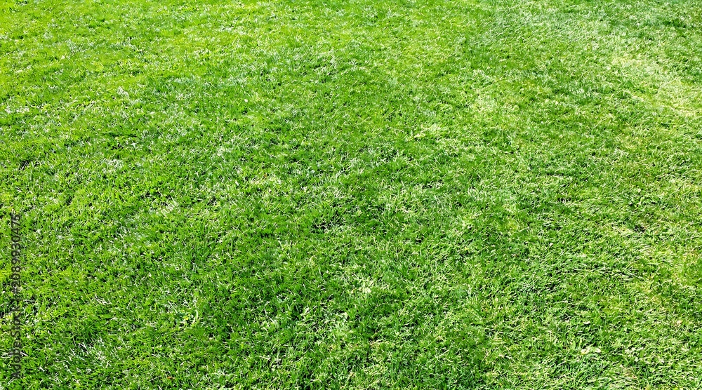 Obraz premium Vibrant Lush Green Grass Lawn Texture Background for Summer Outdoor Landscaping and Gardening