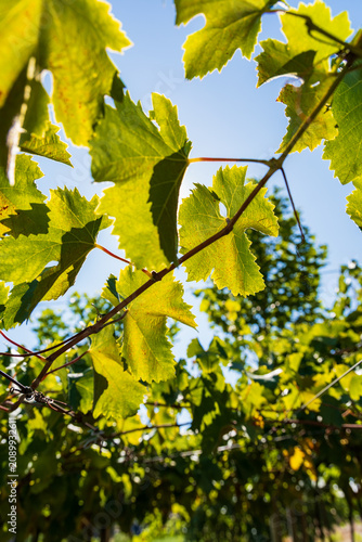 green leaves in sunlight