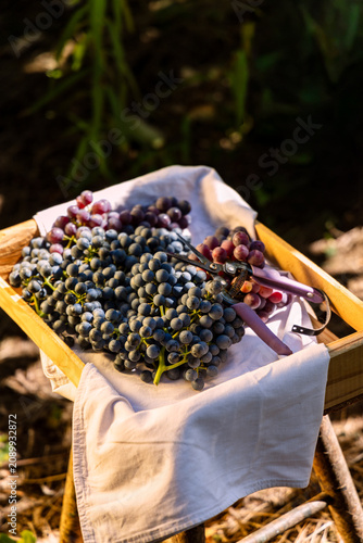 lavender in a basket