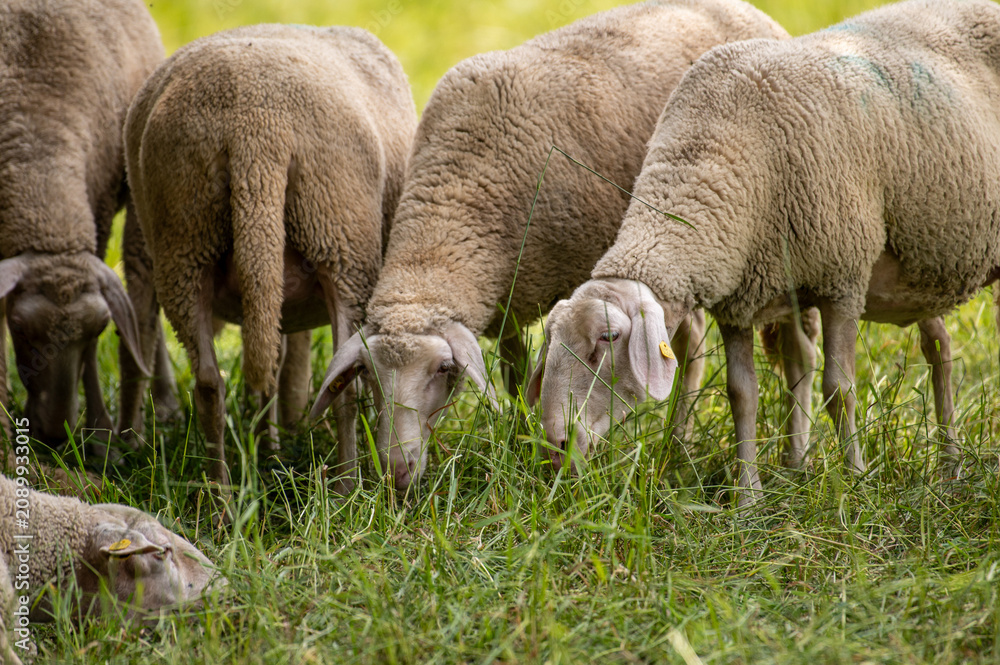 Obraz premium Sheep graze in a field in the summer