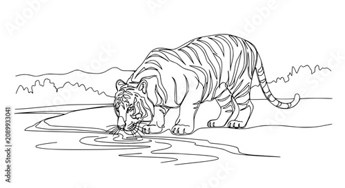 Photography Tiger drinking water line art illustration