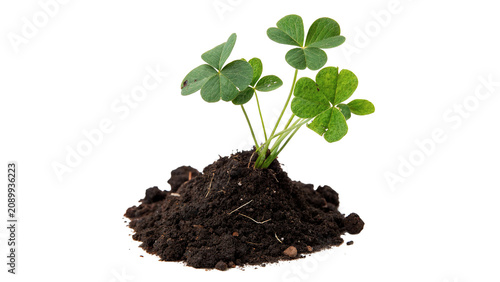 Photos Green plant seedling growing in fertile soil isolated on transparent background
