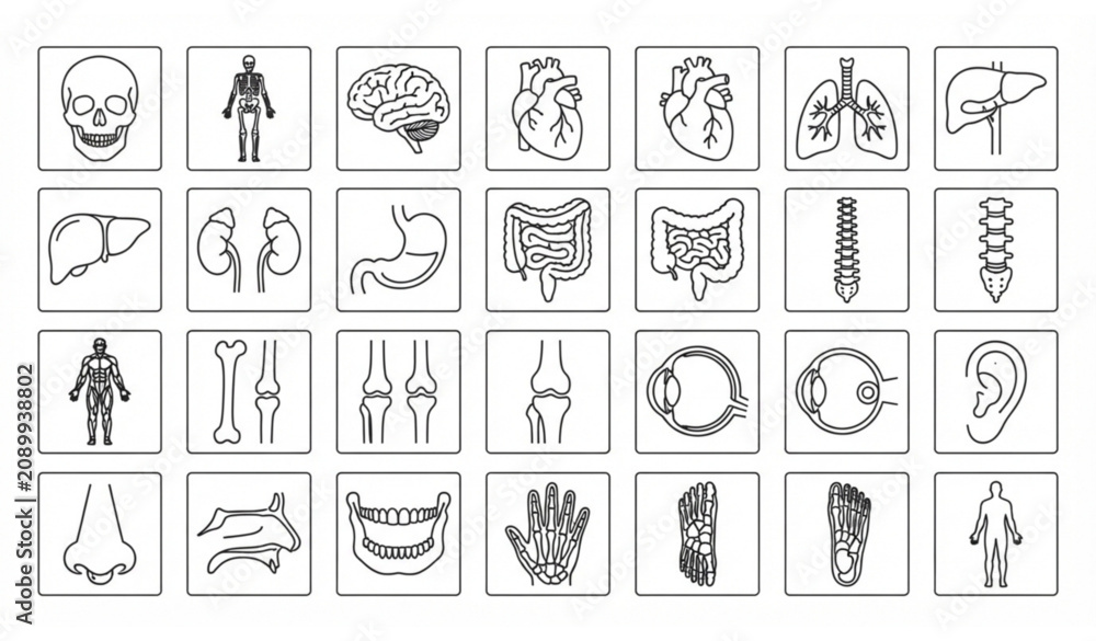 Fototapeta premium Human anatomy systems and body parts editable line icon set vector isolated on white background