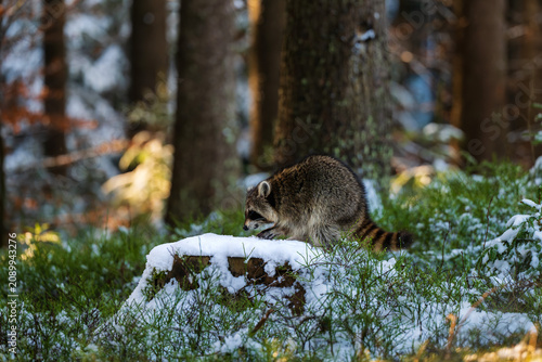 A fluffy raccoon (Procyon lotor) explores a snow-covered tree stump in a dense winter forest, surrounded by green moss, bushes, and dark tree trunks in the soft natural daylight.