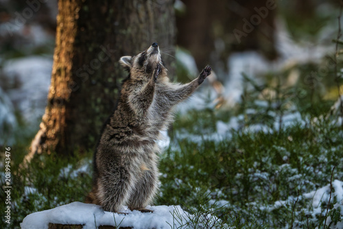 A fluffy raccoon (Procyon lotor) explores a snow-covered tree stump in a dense winter forest, surrounded by green moss, bushes, and dark tree trunks in the soft natural daylight.