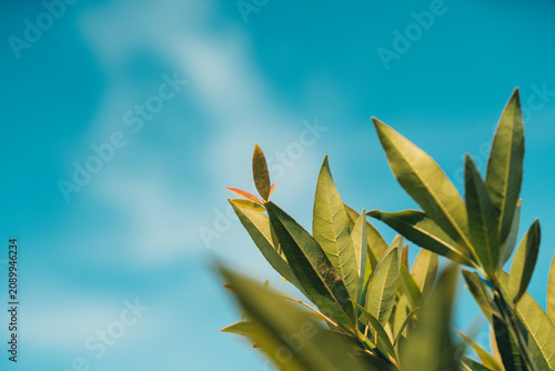 Close-up of green leaves with a blurred blue sky background, creating a fresh natural atmosphere with soft bokeh.