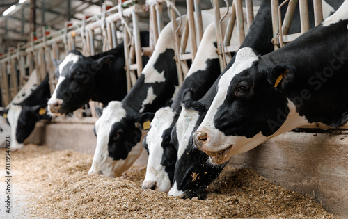 Bild auf Leinwand Holstein cows feeding in modern dairy farm barn stalls