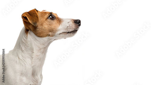 Foto Cute small dog puppy pet profile head portrait isolated on a transparent backgro