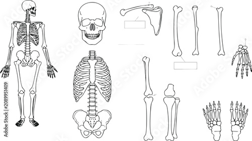 Konstfotografi Human Skeleton Anatomy Chart with Skull Ribs Arm Leg Hand and Foot Bones