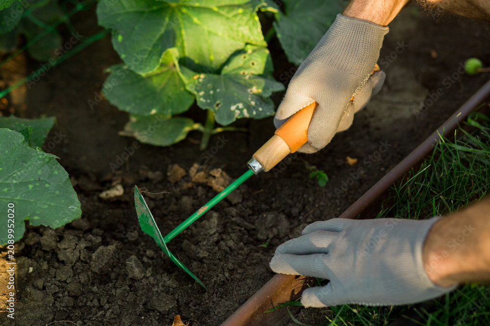 Is Black Earth Good for Vegetable Gardens? Gardener'S Take