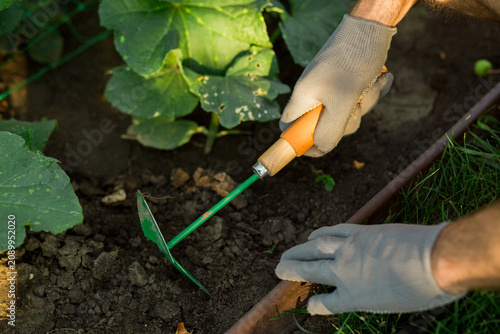 Photos Close-up of gardener's hands wearing protective gloves while loosening soil around vegetable plants with a hand hoe in a backyard garden