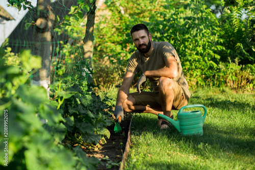 Tableau sur toile Adult man crouching beside a vegetable garden bed, loosening soil with a hand cultivator near growing cucumber plants
