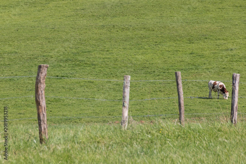 Bild auf Leinwand vache laitière dans un pré avec clôture
