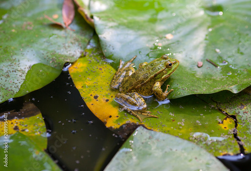 Fotografía Green frog resting on floating water lily leaves in a freshwater pond