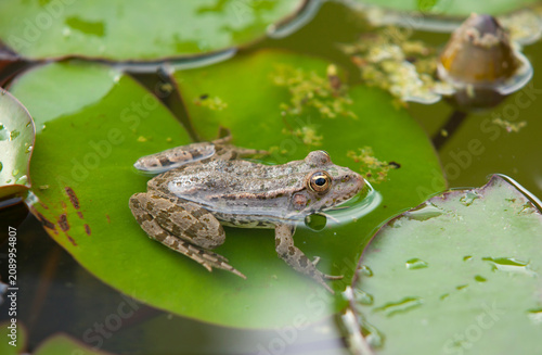 Canvas Print Marsh frog resting on a green water lily leaf in a calm pond