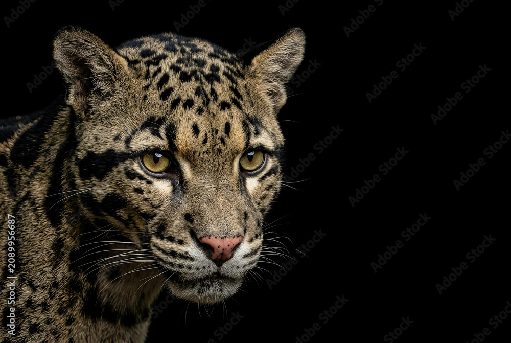 Fototapeta premium close up portrait of a leopard