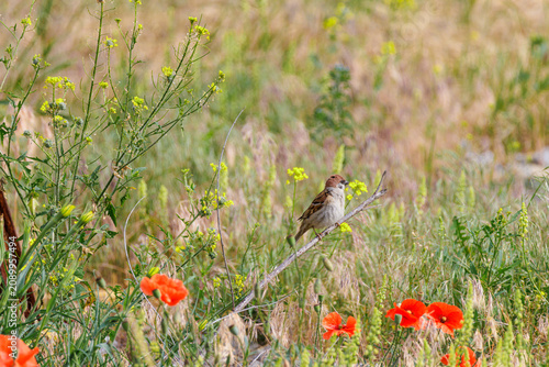 Small wild bird perched on a wire in a summer meadow