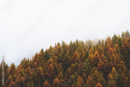 Misty autumn morning in mountain forest with colorful treetops surrounded by haze. Natural texture for background.