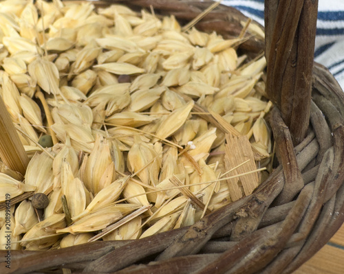 Macro shot of raw emmer wheat grains, known as zea, filling a rustic woven wicker basket, used as an ingredient for traditional Greek fotokolyva salad.