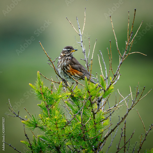 Fotografía Redwing on a tree