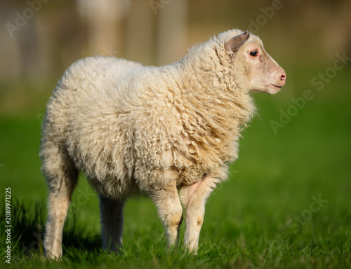 Cute icelandic sheep near Stuðlafoss Waterfall
.
Stuðlafoss Waterfall is located in the eastern part of Iceland. Reachable as daytrip from Egilsstaðir.