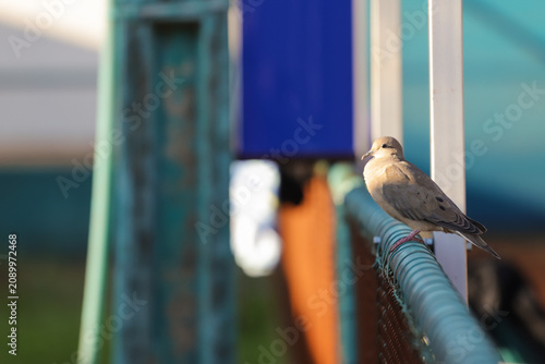 Bild auf Leinwand aves