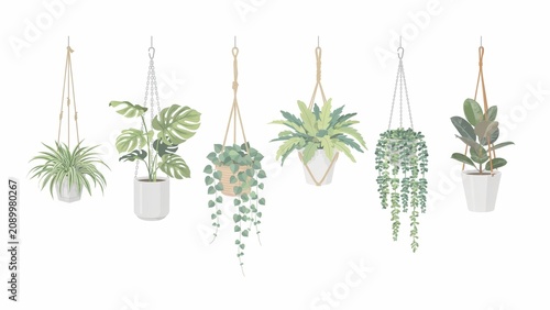 Collection of diverse hanging green plants in decorative white pots