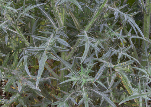 Obraz na plátně Background of prickly scottish thistles closeup