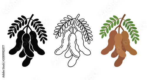 Photos Tamarind Pods With Leaves Flat Vector Illustration In Three Color Variations