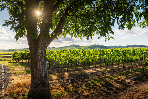 Tableau sur toile Sunset at some vineyard near Neckenmarkt, Burgenland