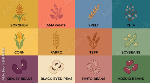 An artistic display of various grains and beans including sorghum and chia, showcasing their nutritional value and diversity for culinary uses.