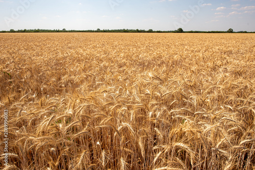 Summer wheat field ready for harvest in Bekes, Hungary with bright sky and land extending to the horizon