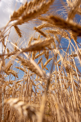 Wheat field in Hungary ready for harvest in summer under a clear blue sky