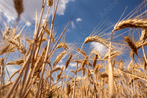 Summer wheat field ready for harvest in Bekes, Hungary during a sunny day with blue sky