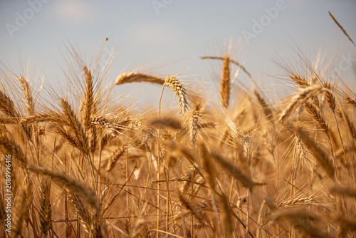 Summer wheat field ready for harvest in Bekes, Hungary with gold crops under the sky
