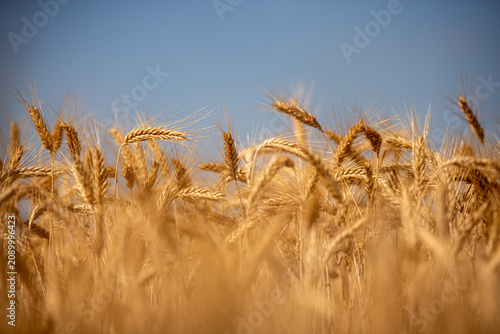 Wheat field in Hungary's Bekes region ready for harvest during summer season