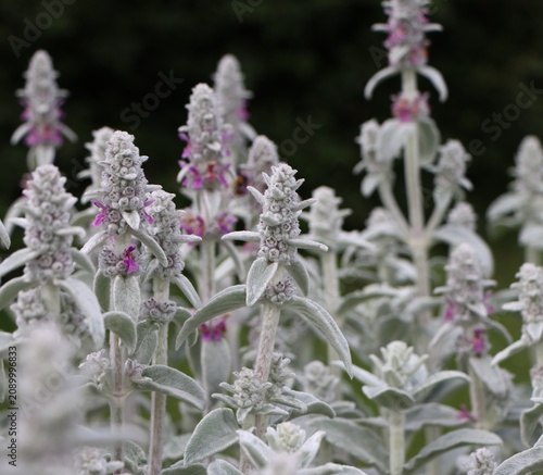 Stachys byzantina (lamb's ear) growing in a garden