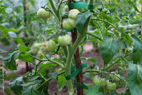 Canvastavla Green unripe tomatoes ripen on bushes neatly tied to a wooden support with a special tape