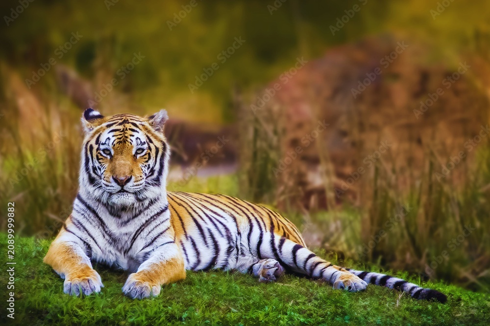 Obraz premium Majestic Bengal Tiger Resting on Green Grass in Natural Wildlife Habitat