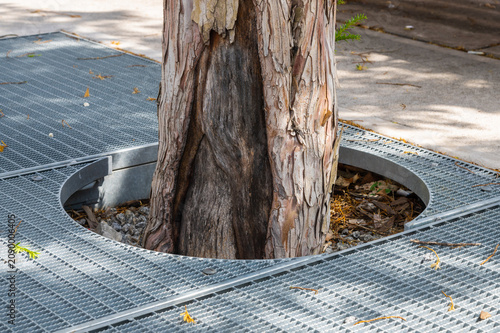 Tree trunk growing through steel drainage protection grids on sidewalk on sunny day, close up view