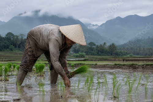 Farmer Planting Rice Seedlings in Muddy Paddy Field with Misty Mountains